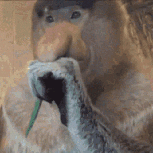 Monkey Morbius GIF
