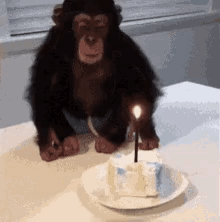 Monkey GIF