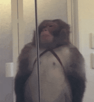 Monkey Salute GIF