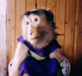 Monkey Side Eye GIF