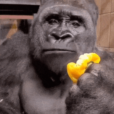 Monkey Stare GIF