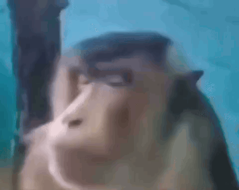 Monkey Staring Baboon Staring GIF