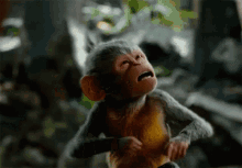 Monkey Sticking Tongue Out GIF