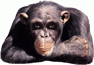 Monkey Wink GIF