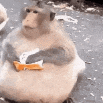 Monkey Xingxing GIF
