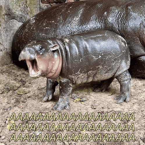 Moo Deng Moo Deng Screaming GIF