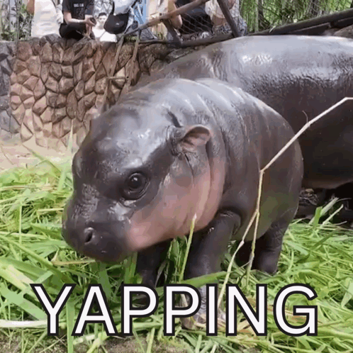 Moo Deng Moo Deng Yapping GIF