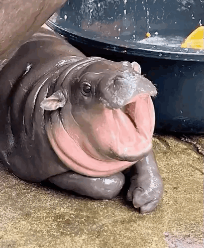 Moo Deng Slice GIF