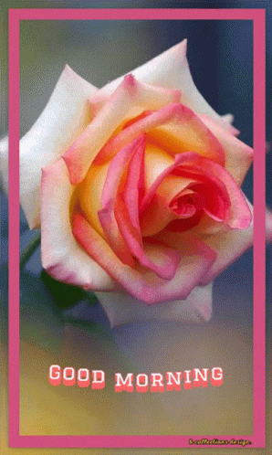 Morning Good GIF