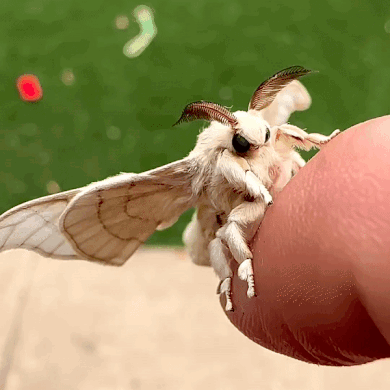 Moth GIF