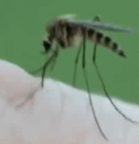 Moustiques Mosquitoes GIF