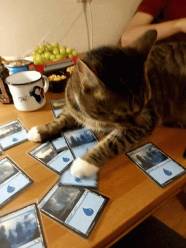 Mtg Cat GIF