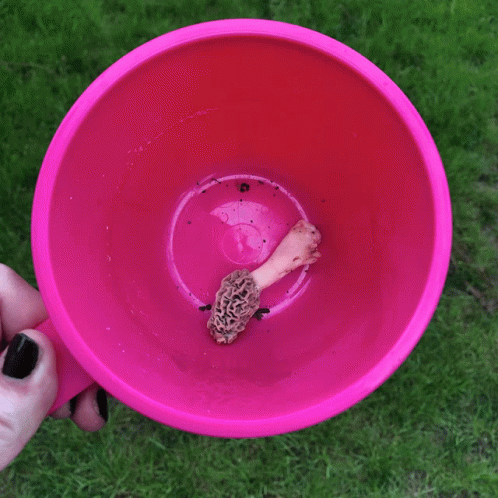 Mushroom Mushrooms GIF