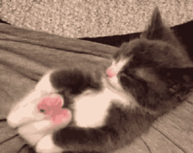 My Angie Stretching Cat GIF