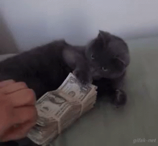 My Money Cat GIF