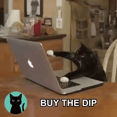 Nacho The Kat Meme Coin GIF