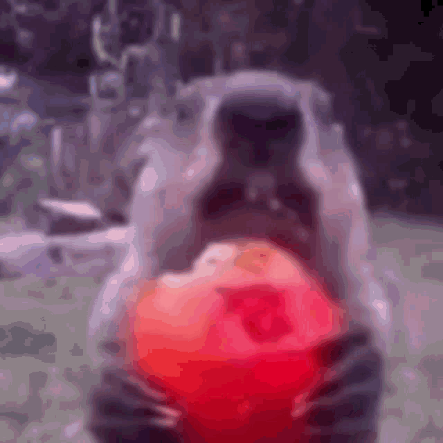 Naomi Gif Groundhog GIF