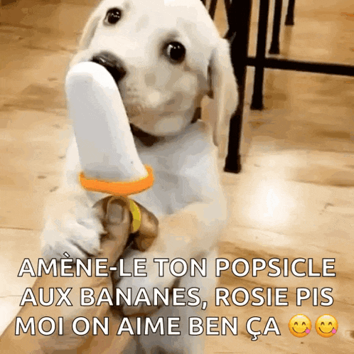 National Vanilla Ice Cream Day Funny Animals GIF