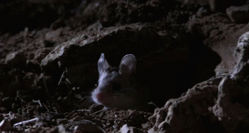 Necromouse Necromancer GIF