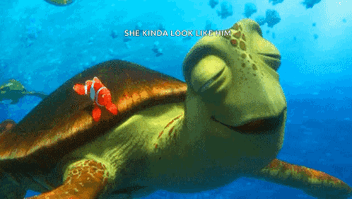 Nemo Turtle GIF