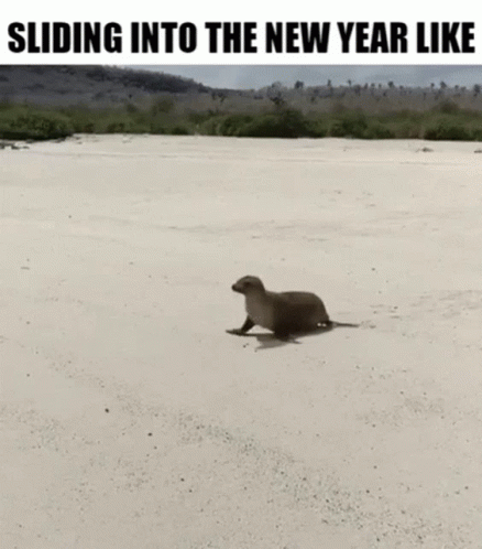 New Year Seal GIF