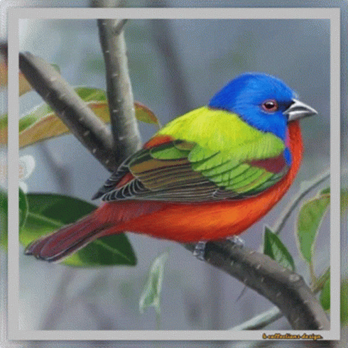 Nft Bird GIF