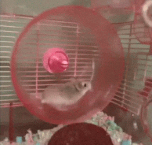 Niclas Van Gerten GIF