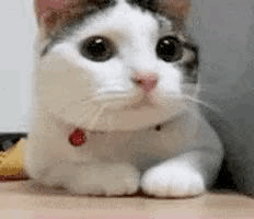 No GIF
