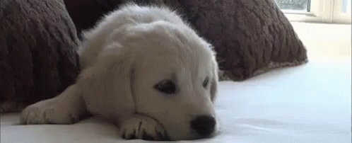 No Sleep Puppy GIF