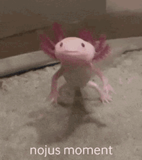 Nojus Axo GIF