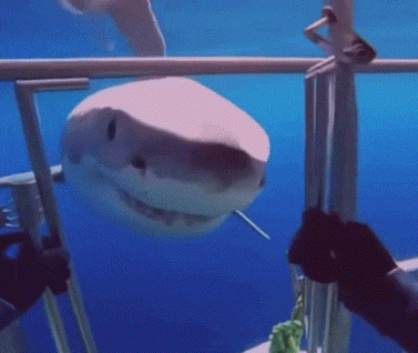 Nope Nope Nope Nope GIF