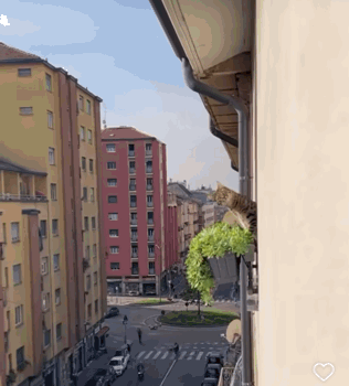 Nosey Cat GIF