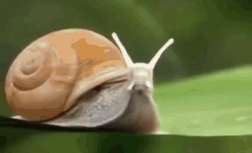 Nsb Rolimons GIF