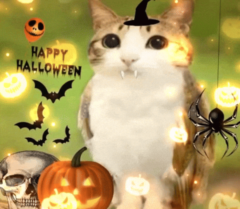 Nsb14 Meowl GIF