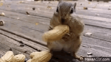 Nuts GIF