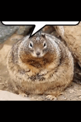 Nuts Squirrel GIF