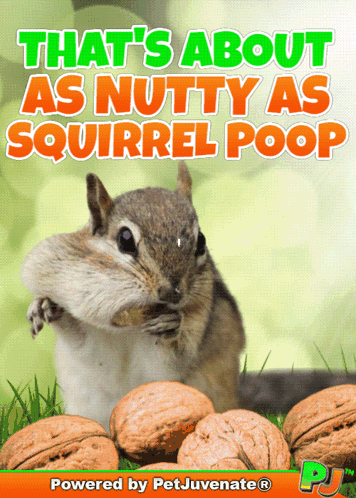 Nutty Crazy Bonkers Cray Cray Funny Cute Squirrel Poop Gif A Omg Love Love Fur Baby Dog My Baby Talk Dog Mom GIF