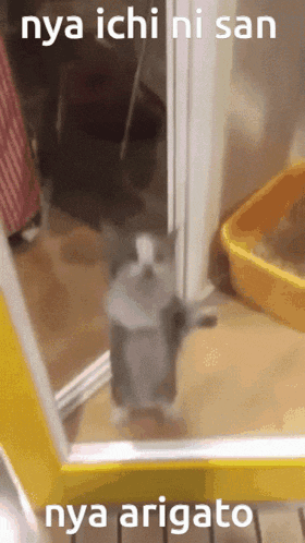 Nya Ichi Ni San Nya Arigato GIF