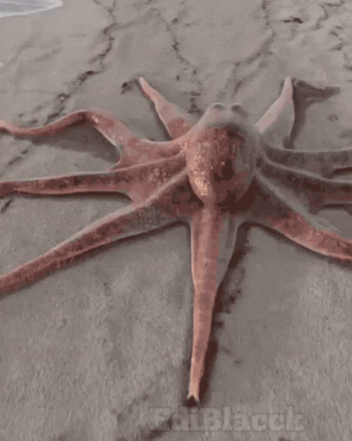 Octopus Caracatița GIF