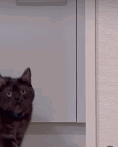 Oh Really Cat GIF
