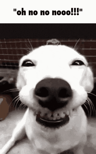 Ohnonooo Funny GIF