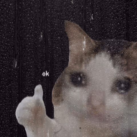 Ok Cat Okay Cat GIF
