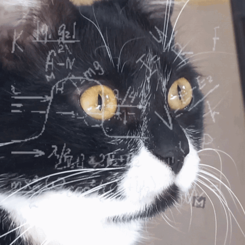 Olijf Math GIF