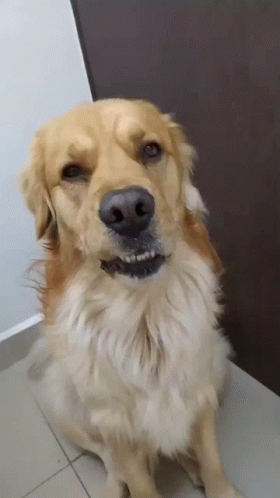 Olimarthegolden Surprised Dog GIF