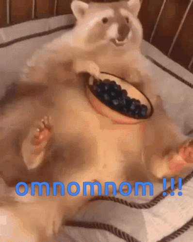 Omnomnom Raccoon GIF