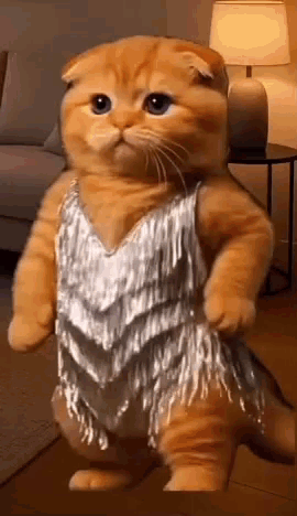 Orange Cat Dancing GIF