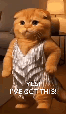 Orange Cat Dancing GIF