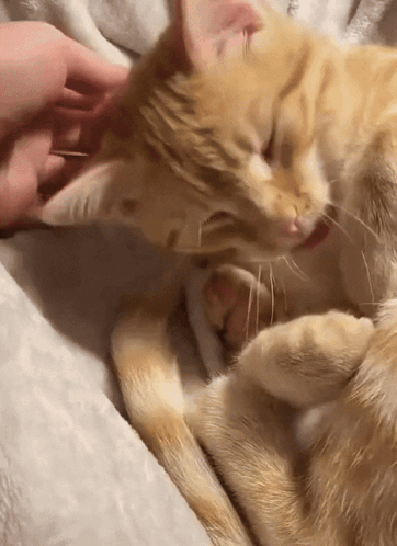 Orange Cat Paw GIF