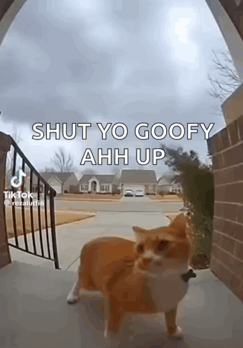 Orange Cat Porch GIF