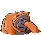 Orangutan Telegram Orangutan Sticker